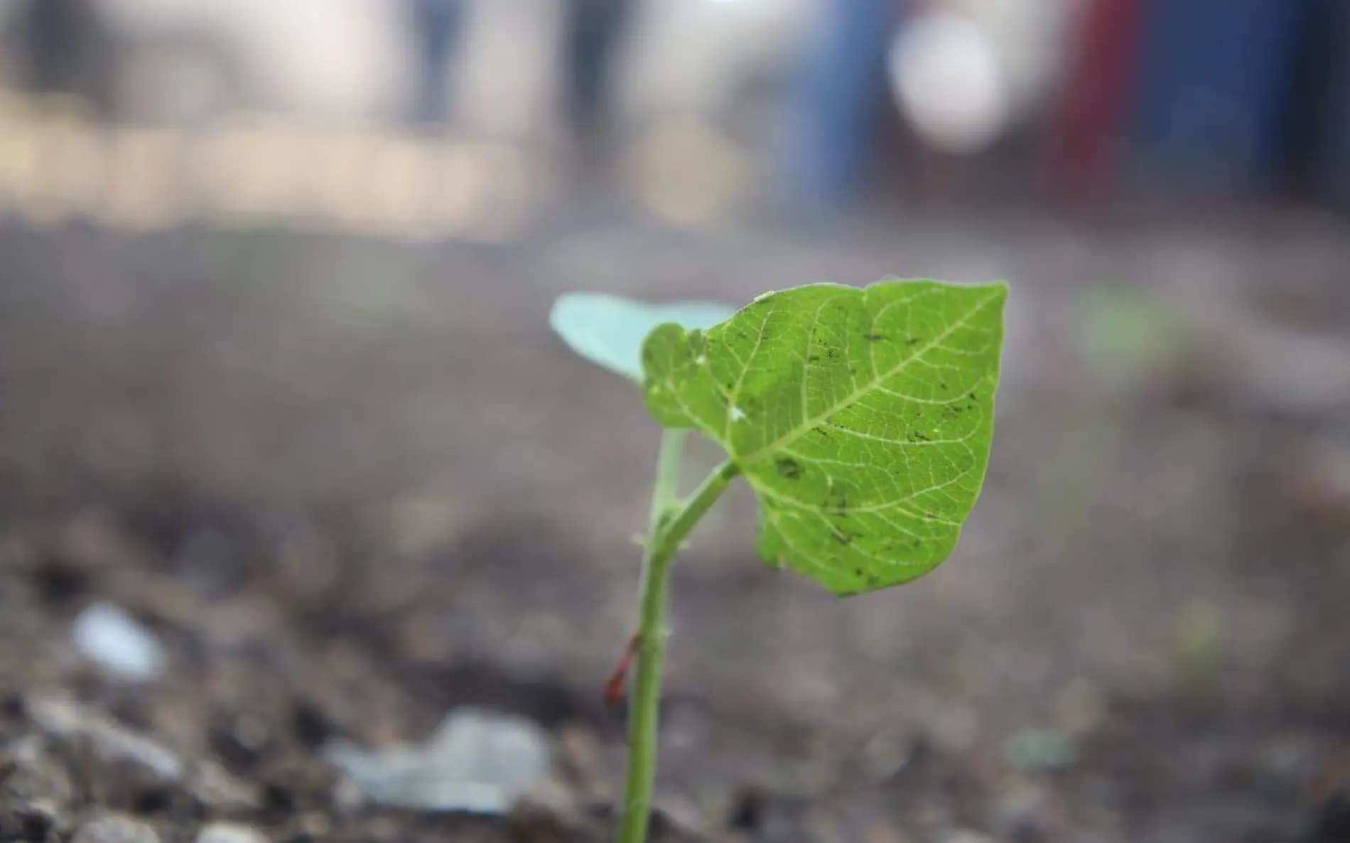 Buscan tener alimentos m_s saludables para el alimento familiar.  Cortes_a Sedea.